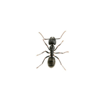Hormigas